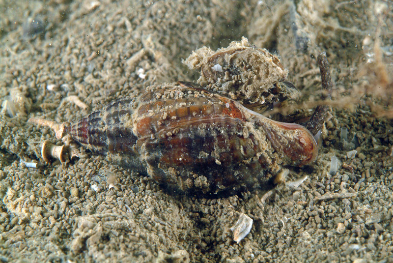 Nassarius nitidus